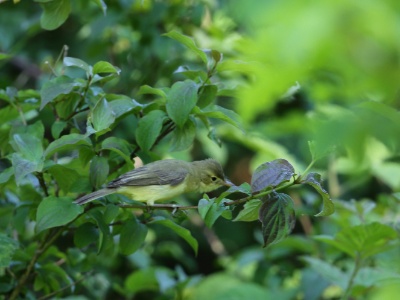 U09A2037 copy  FRA:  Hypolaïs polyglotte (Hippolais polyglotta) GRB: Melodious warbler DEU: Orpheusspötter ESP: Hippolais polyglotta ITA: Hippolais polyglotta RUS: Многоголосая пересмешка CHN: