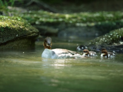 U09A2106  FRA: Harle bièvre (Mergus merganser) GRB: Common merganser DEU: Gänsesäger ESP: Mergus merganser ITA: Mergus merganser RUS: Большой крохаль CHN: 普通秋沙鸭