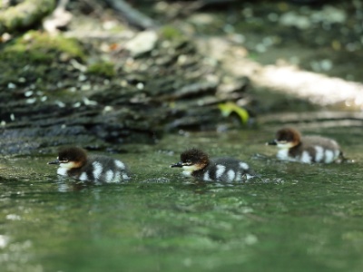 U09A2109 copy 2  FRA: Harle bièvre (Mergus merganser) GRB: Common merganser DEU: Gänsesäger ESP: Mergus merganser ITA: Mergus merganser RUS: Большой крохаль CHN: 普通秋沙鸭
