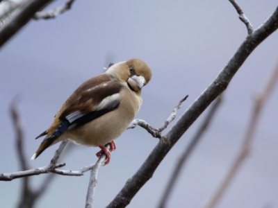 JA8A6334 copy