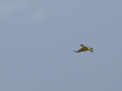 FRA: Pic vert ou pivert (Picus viridis) GRB: Eurpean Green Woodpecker DEU: Grünspecht ESP: Picus viridis ITA: Picus viridis RUS: Зелёный дятел CHN: 欧洲绿啄木鸟  FRA: Pic vert ou pivert (Picus viridis) GRB: Eurpean Green Woodpecker DEU: Grünspecht ESP: Picus viridis ITA: Picus viridis RUS: Зелёный дятел CHN: 欧洲绿啄木鸟