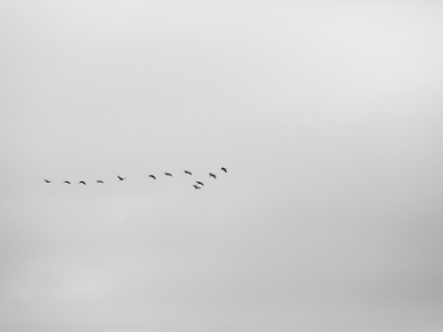 FRA: Grue cendrée (Grus grus) GRB: Common crane DEU: Kranich ESP: Grus grus ITA: Grus grus RUS: Серый журавль CHN: 灰鹤  FRA: Grue cendrée (Grus grus) GRB: Common crane DEU: Kranich ESP: Grus grus ITA: Grus grus RUS: Серый журавль CHN: 灰鹤