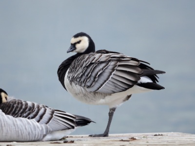FRA: Bernache nonnette (Branta leucopsis) GRB: Barnacle goose DEU: Weißwangengans ESP: Branta leucopsis ITA:  Branta leucopsis RUS: Белощёкая казарка CHN: 白颊黑雁