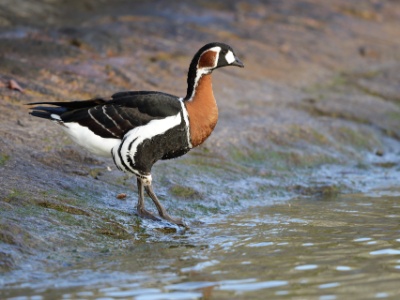 JA8A5739  FRA: Bernache à cou roux (Branta ruficollis) GRB: Red-breasted goose DEU: Rothalsgans ESP: Branta ruficollis ITA: Branta ruficollis RUS: Краснозобая казарка CHN:红胸黑雁