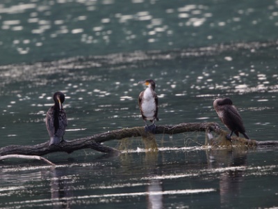 U09A2915 copy  FRA: Grand Cormoran (Phalacrocorax carbo) GRB: Great cormorant DEU: Kormoran ESP: cormorán grande (Phalacrocorax carbo) ITA: Phalacrocorax carbo RUS: Большой баклан CHN: 普通鸕鶿