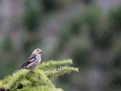U09A2930 copy  FRA: Grosbec casse-noyaux (Coccothraustes coccothraustes) GRB: Hawfinch DEU: Kernbeisser ESP: Coccothraustes coccothraustes ITA: frosone comune RUS: Обыкновенный дубонос CHN: 锡嘴雀