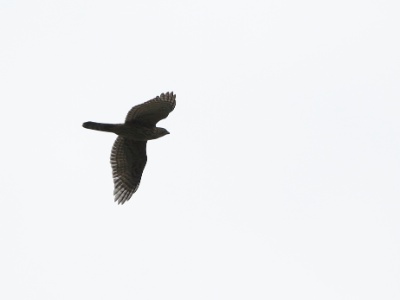 U09A2940 copy  FRA: Bondrée apivore (Pernis apivorus) GRB: European honey buzzard DEU: Wespenbussard ESP: abejero europeo2​  ITA: falco pecchiaiolo RUS: Осоед CHN: 欧洲蜂鹰