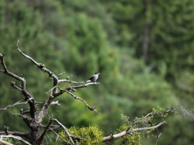 U09A2992 copy  FRA: Cassenoix moucheté (Nucifraga caryocatactes) GRB: Spotted nutcracker DEU: Tannenhäher ESP: cascanueces común ITA: nocciolaia RUS: Кедровка CHN:星鴉
