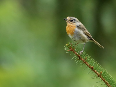 U09A3056 copy  FRA: Rouge-gorge familier (Erithacus rubecula) GRB: European robin DEU: Rotkehlchen ESP: Erithacus rubecula ITA: Erithacus rubecula RUS: Зарянка CHN: 歐亞鴝