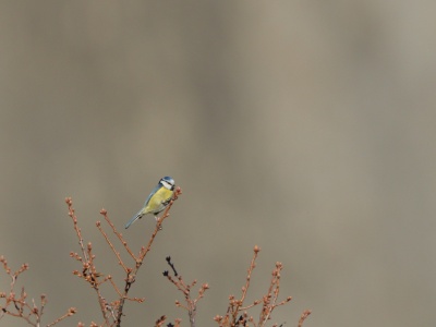 JA8A8213 copy  FRA:  Mésange bleue (Cyanistes caeruleus) GRB: Eurasian blue tit DEU: Blaumeise ESP: Cyanistes caeruleus ITA: Cyanistes caeruleus RUS: CHN: 蓝山雀