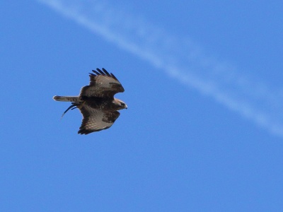 JA8A8312 copy  FRA:   Buse variable (Buteo buteo) GRB: Common buzzard DEU: Mäusebussard ESP:  Buteo buteo ITA: Buteo buteo RUS: Обыкновенный канюк CHN: 普通鵟