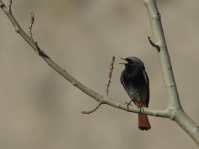 JA8A8417 copy 2  FRA: Rougequeue noir (Phoenicurus ochruros) GRB: Black Redstart DEU: Hausrotschwanz ESP: Phoenicurus ochruros ITA: Phoenicurus ochruros RUS: Горихвостка-чернушка CHN: 赭红尾鸲