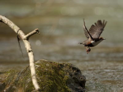 JA8A8606  FRA: Cincle plongeur (Cinclus cinclus) GRB:  White-throated Dipper DEU: Wasseramsel ESP: mirlo acuático europeo ITA: merlo acquaiolo RUS: Оляпка CHN: 白喉河乌