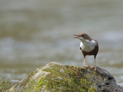 JA8A8739 copy  FRA: Cincle plongeur (Cinclus cinclus) GRB:  White-throated Dipper DEU: Wasseramsel ESP: mirlo acuático europeo ITA: merlo acquaiolo RUS: Оляпка CHN: 白喉河乌