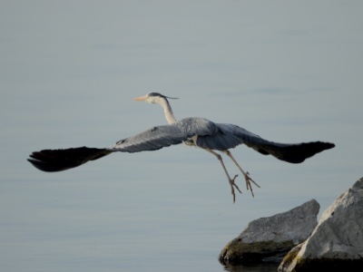 JA8A8790 copy  FRA: Héron cendré (Ardea cinerea) GRB: Grey Heron DEU: Graureiher ESP: Ardea cinerea ITA: Ardea cinerea RUS: Серая цапля CHN: 苍鹭