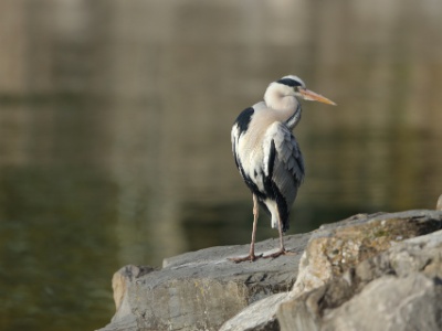 JA8A8849 copy  FRA: Héron cendré (Ardea cinerea) GRB: Grey Heron DEU: Graureiher ESP: Ardea cinerea ITA: Ardea cinerea RUS: Серая цапля CHN: 苍鹭