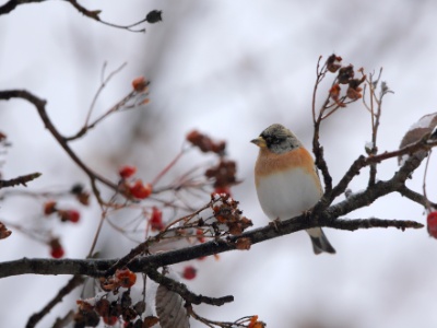 U09A6239 copy  FR: Pinson du Nord (Fringilla montifringilla) UK: Brambling DE: Bergfink