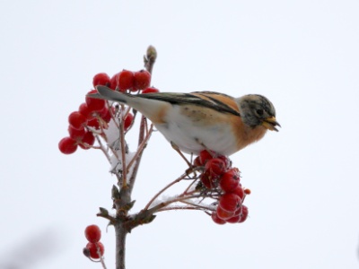 U09A6241 copy  FR: Pinson du Nord (Fringilla montifringilla) UK: Brambling DE: Bergfink