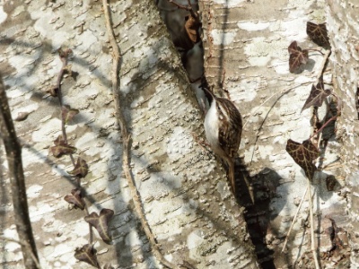 JA8A6864 copy  FRA: Grimpereau des jardins (Certhia brachydactyla) GRB: Short-toed treecreeper DEU: Gartenbaumläufer ESP: Certhia brachydactyla ITA: Certhia brachydactyla RUS: Короткопалая пищуха CHN: 短趾旋木雀