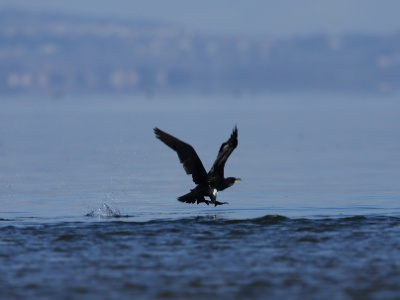 U09A4277 copy  FRA: Grand Cormoran (Phalacrocorax carbo) GRB: Great cormorant DEU: Kormoran ESP: cormorán grande (Phalacrocorax carbo) ITA: Phalacrocorax carbo RUS: Большой баклан CHN: 普通鸕鶿