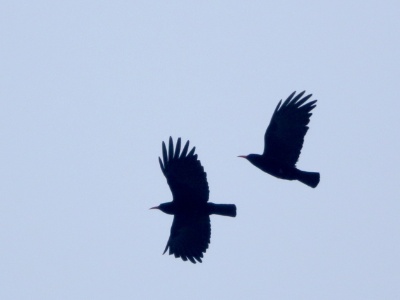 U09A4308 copy  FRA: Crave à bec rouge GRB: Red-billed chough DEU: Alpenkrähe ESP: Pyrrhocorax pyrrhocorax ITA: Pyrrhocorax pyrrhocorax RUS: Клушица CHN: 红嘴山鸦