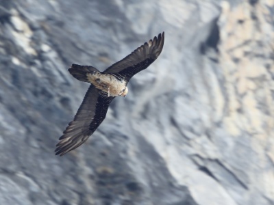 U09A4530 copy  FRA: Gypaète barbu (Gypaetus barbatus) GRB: Bearded Vulture DEU: Bartgeier ESP: Gypaetus barbatus ITA: Gypaetus barbatus RUS: Бородач CHN: 胡兀鷲