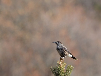 U09A4079 copy  FRA: Cassenoix moucheté (Nucifraga caryocatactes) GRB: Spotted nutcracker DEU: Tannenhäher ESP: Nucifraga caryocatactes  ITA: Nucifraga caryocatactes RUS: Кедровка CHN: 星鴉