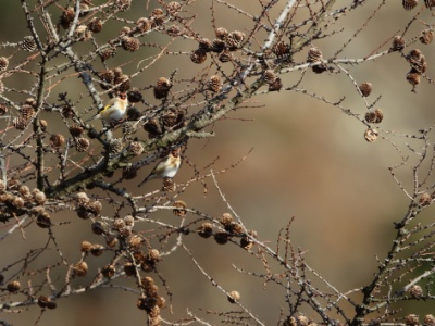 U09A4186 copy  FRA: Chardonneret élégant (Carduelis carduelis) GRB: Eupean Goldfinch DEU: Distelfink ESP: Carduelis carduelis ITA: Carduelis carduelis RUS: Черноголовый щегол CHN: 红额金翅雀