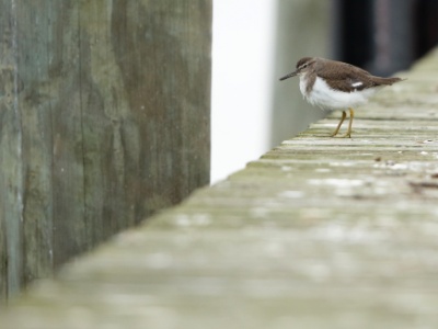 JA8A7221 copy  FRA: Chevalier guignette (Actitis hypoleucos) GRB: Common Sandpiper DEU: Flussuferläufer ESP: andarríos chico ITA: piro-piro piccolo  RUS: Перевозчик CHN: 矶鹬