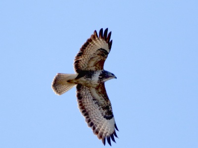 JA8A7228 copy