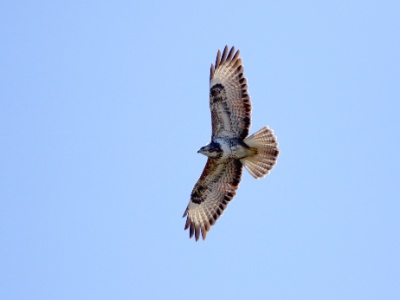JA8A7238 copy  FRA:  Buse variable (Buteo buteo) GRB: Common buzzard DEU: Mäusebussard ESP:  Buteo buteo ITA: Buteo buteo RUS: Обыкновенный канюк CHN: 普通鵟