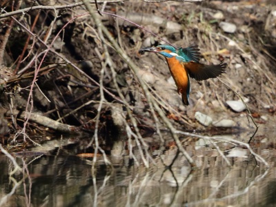 JA8A7258 copy  FRA: Martin-pêcheur d'Europe (Alcedo atthis) GRB: Common Kingfisher DEU: Eisvogel ESP: martín pescador común ITA: martin pescatore comune RUS: Обыкновенный зимородок CHN: 普通翠鸟