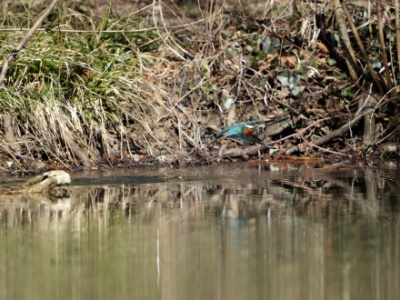 JA8A7270 copy  FRA: Martin-pêcheur d'Europe (Alcedo atthis) GRB: Common Kingfisher DEU: Eisvogel ESP: martín pescador común ITA: martin pescatore comune RUS: Обыкновенный зимородок CHN: 普通翠鸟
