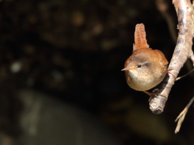 JA8A7849crop  FRA: Troglodyte mignon (Troglodytes troglodytes) GRB: Winter Wren DEU: Zaunkönig ESP: El chochín ITA: scricciolo comune RUS:  Крапивник CHN: 鹪鹩