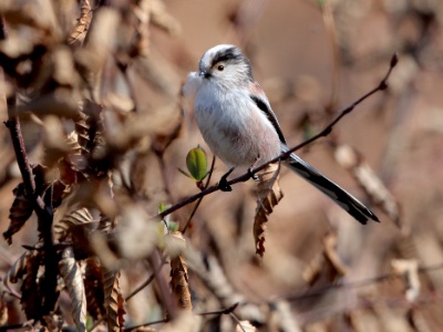 JA8A7904 copy  FRA: Mésange à longue queue GRB: Long-tailed tit DEU: Schwanzmeise ESP: El mito (Aegithalos caudatus) ITA: codibùgnolo RUS: Длиннохвостая синица CHN: 银喉长尾山雀