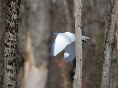 JA8A7908  FRA: Aigrette garzette (Egretta garzetta) GRB: Little egret DEU: Seidenreiher ESP: Egretta garzetta ITA: Egretta garzetta RU: Малая белая цапля CHN: 白鹭