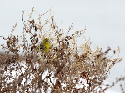 U09A4774 copy  FRA: Bruant jaune (Emberiza citrinella)  GRB: Yellowhammer DEU: Goldammer ESP:Emberiza citrinella ITA: Emberiza citrinella RUS:Обыкновенная овсянка CHN: 黄鹀