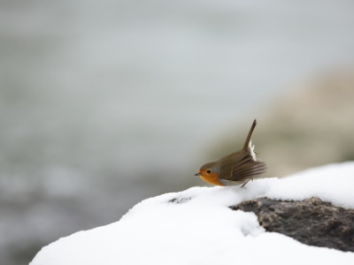 U09A4807  FRA: Rouge-gorge familier (Erithacus rubecula) GRB: European robin DEU: Rotkehlchen ESP: Erithacus rubecula ITA: Erithacus rubecula RUS: Зарянка CHN: 歐亞鴝