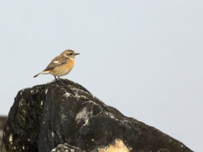 U09A4848 copy  FRA: Tarier des prés (Saxicola rubetra) GRB: Whinchat DEU: Braunkehlchen ESP: Saxicola rubetra ITA: Saxicola rubetra RUS: Луговой чекан CHN: 草原石䳭