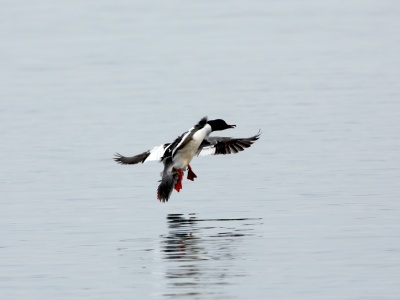 U09A4867 copy  FRA: Harle bièvre (Mergus merganser) GRB: Common merganser DEU: Gänsesäger ESP: Mergus merganser ITA: Mergus merganser RUS: Большой крохаль CHN: 普通秋沙鸭