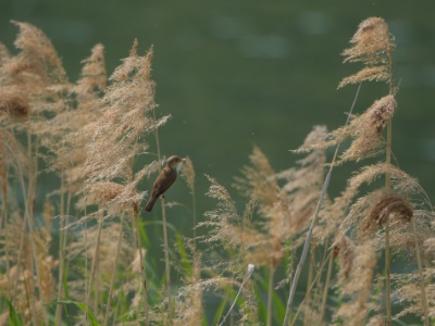 JA8A9533  FRA: Rousserolle effarvatte (Acrocephalus scirpaceus) GRB: Eurasian reed warbler DEU: Teichrohrsänger ESP: Acrocephalus scirpaceus ITA: Acrocephalus scirpaceus RUS: Тростниковая камышовка CHN: 芦苇莺