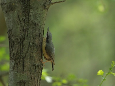 JA8A9567 copy  FRA: Sittelle torchepot (Sitta europaea) GRB: Eurasian nuthatch DEU:  Kleiber ESP: Sitta europaea ITA: Sitta europaea RUS: Обыкновенный поползень CHN: 茶腹鳾