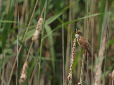 JA8A9586 copy  FRA: Rousserolle turdoïde (Acrocephalus arundinaceus) GRB: Great reed warbler DEU: Teichrohrsänger ESP: Acrocephalus scirpaceus ITA: Acrocephalus scirpaceus RUS: Тростниковая камышовка CHN: 芦苇莺