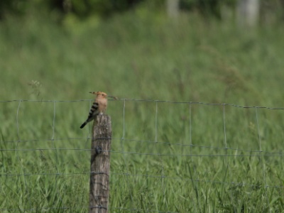 JA8A9698  FRA: Huppe fasciée (Upupa epops) GRB: Hoopoe DEU: Wiedehopf ESP: Upupa epops ITA: Upupa epops RUS: Удод CHN: 戴胜
