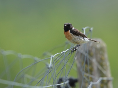 U09A5003 copy  FRA: Tarier pâtre (Saxicola torquatus) femelle GRB: Eurasian Stonechat DEU: Schwarzkehlchen ESP: Tarabilla común europea ITA: RUS: Черноголовый чекан CHN: