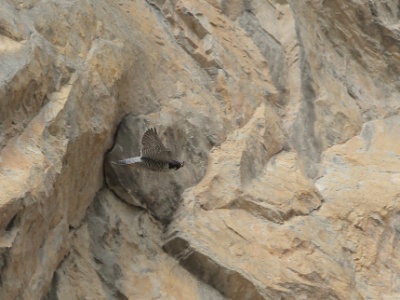 U09A5055 copy  FRA: Faucon pèlerin (Falco peregrinus) GRB: Peregrine falcon DEU: Wanderfalke ESP: Falco peregrinus ITA: Falco peregrinus RUS: Сапсан CHN: 游隼