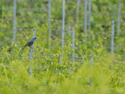 U09A5106 copy  FRA: Monticole bleu (Monticola solitarius)  GRB: Blue rock thrush DEU: Blaumerle ESP:Monticola solitarius ITA: Monticola solitarius RUS: Синий каменный дрозд CHN: 蓝矶鸫
