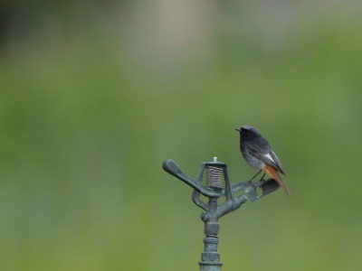 U09A5119 copy  FRA: Rougequeue noir (Phoenicurus ochruros) GRB: Black Redstart DEU: Hausrotschwanz ESP: Phoenicurus ochruros ITA: Phoenicurus ochruros RUS: Горихвостка-чернушка CHN: 赭红尾鸲