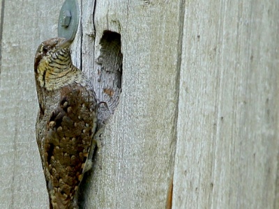 U09A5159 copy  FRA: Torcol fourmilier (Jynx torquilla) GRB: Eurasian wryneck DEU: Wendehals (Vogel) ESP: Jynx torquilla ITA: Jynx torquilla RUS: Вертишейка CHN: 蟻鴷
