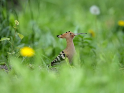 U09A5162 copy 2  FRA: Huppe fasciée (Upupa epops) GRB: Hoopoe DEU: Wiedehopf ESP: Upupa epops ITA: Upupa epops RUS: Удод CHN: 戴胜